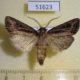 51623p-Noctuidae-Agrotis-trifurca-Transbaikal-reg.-6