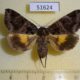 51624p-Noctuidae-Chrysorithrum-flavomaculatum-f-Primorye-7