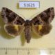 51625p-Noctuidae-Chrysorithrum-flavomaculatum-Primorye-6