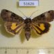51626p-Noctuidae-Xestia-efflorescens-f-Primorye-6