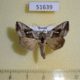 51639p-Noctuidae-Macdunnoughia-purissima-Primorye-6