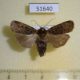 51640p-Noctuidae-Hermonassa-cecilia-Primorye-8