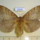 51645p-Lasiocampidae-Cyclophragma-undans-f-Primorye-10