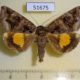51675p-Noctuidae-Chrysorithrum-flavomaculatum-Primorye-6
