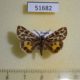 51682p-Arctiidae-Sibirarstia-buraetica-Irkutsk-reg.-30