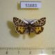 51683p-Arctiidae-Sibirarstia-buraetica-Irkutsk-reg.-30