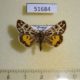 51684p-Arctiidae-Sibirarstia-buraetica-Irkutsk-reg.-30