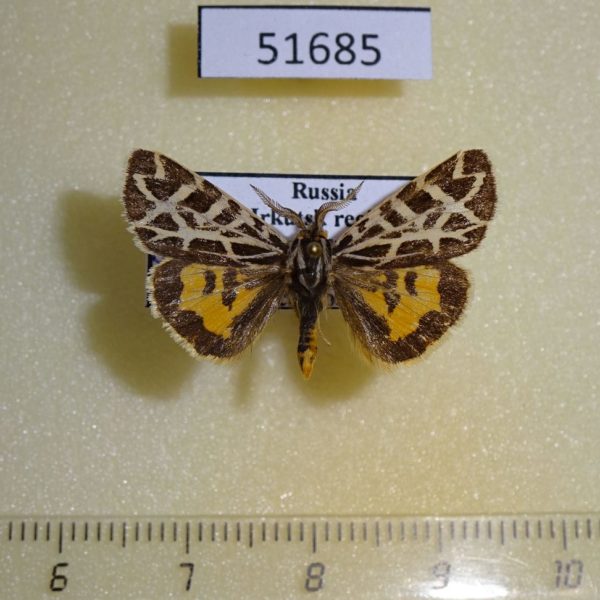 Arctiidae Sibirarсtia buraetica Irkutsk reg.