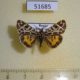 51685p-Arctiidae-Sibirarstia-buraetica-Irkutsk-reg.-30