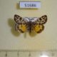 51686p-Arctiidae-Sibirarstia-buraetica-Irkutsk-reg.-30