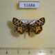 51688p-Arctiidae-Sibirarstia-buraetica-Irkutsk-reg.-30