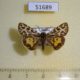 51689p-Arctiidae-Sibirarstia-buraetica-Irkutsk-reg.-30