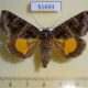 51693p-Noctuidae-Chrysorithrum-flavomaculatum-Primorye-6