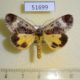 51699p-Noctuidae-Sarbanissa-subflava-Primorye-7