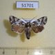 51701p-Noctuidae-Chandata-bella-Primorye-6