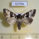 51704p-Noctuidae-Phlogophora-illustrata-Primorye-5