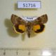 51716p-Noctuidae-Cryptocala-chardinyi-Amur-reg.-6