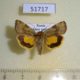 51717p-Noctuidae-Cryptocala-chardinyi-Amur-reg.-6