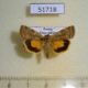 51718p-Noctuidae-Cryptocala-chardinyi-Amur-reg.-6