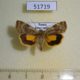 51719p-Noctuidae-Cryptocala-chardinyi-Amur-reg.-6