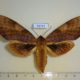 51722p-Sphingidae-Clanis-undulosa-f-Primorye-13
