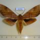 51723p-Sphingidae-Clanis-undulosa-Primorye-9