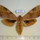 51725p-Sphingidae-Clanis-undulosa-f-Primorye-13