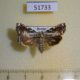 51733p-Noctuidae-Dimorphicosmia-variegata-f-Primorye-6