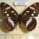 51735p-Nymphalidae-Limenitis-helmanni-Primorye-5
