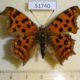 51740p-Nymphalidae-Polygonia-c-aureum-autumn-form-Primorye-10