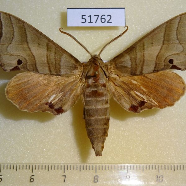 Sphingidae Marumba jankowskii Primorye