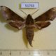 51765p-Sphingidae-Rhagastis-mongoliana-Primorye-7