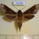 51766p-Sphingidae-Rhagastis-mongoliana-Primorye-7