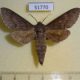 51770p-Sphingidae-Sphingulus-mus-Primorye-6