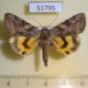 51795p-Noctuidae-Catocala-koreana-Primorye-23