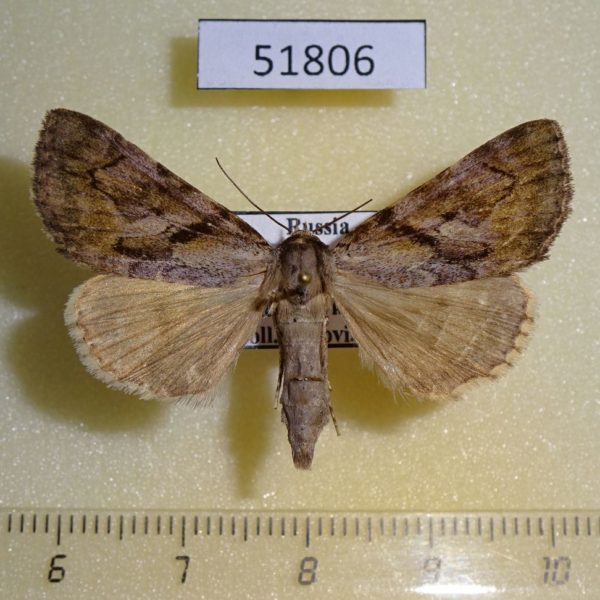 Noctuidae Catocala bokhaica f Primorye