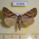 51806p-Noctuidae-Catocala-bokhaica-f-Primorye-14