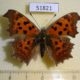 51821p-Nymphalidae-Polygonia-c-aureum-autumn-form-Primorye-10