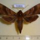 51826p-Sphingidae-Ampelophaga-rubiginosa-Primorye-7