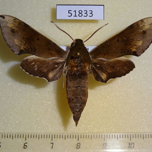 Sphingidae Rhagastis mongoliana Primorye