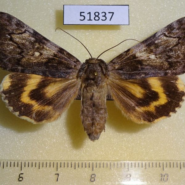 Noctuidae Catocala streckeri f Amur reg.
