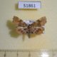 51861p-Noctuidae-Pangrapta-vasava-Primorye-7