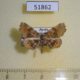 51862p-Noctuidae-Pangrapta-vasava-Primorye-7