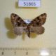51865p-Geometridae-Hysterura-declinans-Primorye-5