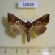51888p-Noctuidae-Antoculeora-locuples-Primorye-7