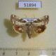 51894p-Noctuidae-Dimorphicosmia-variegata-f-Primorye-6