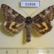 51898p-Noctuidae-Catocala-streckeri-Amur-reg.-6