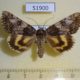 51900p-Noctuidae-Catocala-streckeri-f-Amur-reg.-7