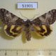 51901p-Noctuidae-Catocala-streckeri-f-Amur-reg.-7