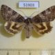 51903p-Noctuidae-Catocala-streckeri-f-Amur-reg.-7